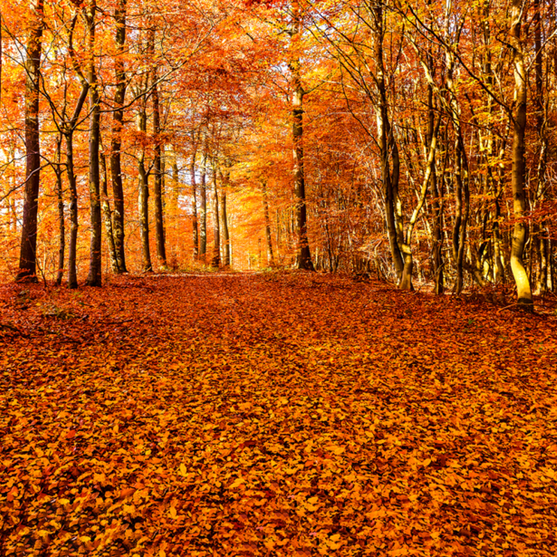 Autumn leaves in the woods